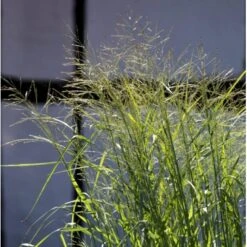 Rishirse 'Prairie Sky' Panicum Virgatum 'Prairie Sky' Potte 2,0 Liter,- 40-60 Cm. -Osmoz Naturens Butik p5726 36573 panicum virgatum prairie sky d02e
