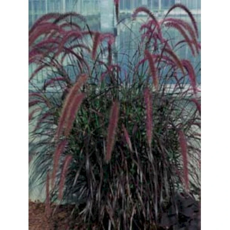 Lampepudsergræs 'Rubrum' Pennisetum Advena 'Rubrum' Potte 2 Liter. 5 Lampepudsergræs 'Rubrum' Pennisetum Advena 'Rubrum' Potte 2 Liter. - Billede 3