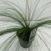Fjergræs 'Pony Tails' Stipa Tenuissima 'Pony Tails' Potte 2 Liter.