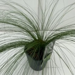 Fjergræs 'Pony Tails' Stipa Tenuissima 'Pony Tails' Potte 2 Liter.