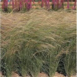 Fjergræs 'Pony Tails' Stipa Tenuissima 'Pony Tails' Potte 2 Liter. -Osmoz Naturens Butik p5730 36576 stipa tenuissima pony tails bb01