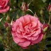 'Fabulous'™ Rosa X 'Fabulous'™ (Storblomstrende) A-Kvalitet,- Barrods Roser Min. 3 Grene -Osmoz Naturens Butik p5743 51263 rosa x fabulous storblomstrende a058
