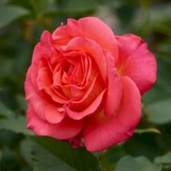'Fabulous'™ Rosa X 'Fabulous'™ (Storblomstrende) A-Kvalitet,- Barrods Roser Min. 3 Grene -Osmoz Naturens Butik p5743 51264 rosa x fabulous storblomstrende 8a5a