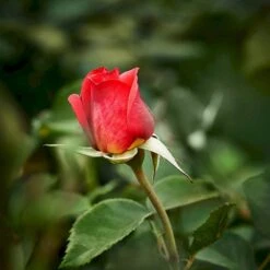 'Fabulous'™ Rosa X 'Fabulous'™ (Storblomstrende) A-Kvalitet,- Barrods Roser Min. 3 Grene -Osmoz Naturens Butik p5743 51265 rosa x fabulous storblomstrende 57df