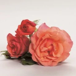 'Fabulous'™ Rosa X 'Fabulous'™ (Storblomstrende) A-Kvalitet,- Barrods Roser Min. 3 Grene -Osmoz Naturens Butik p5743 51266 rosa x fabulous storblomstrende 52b0