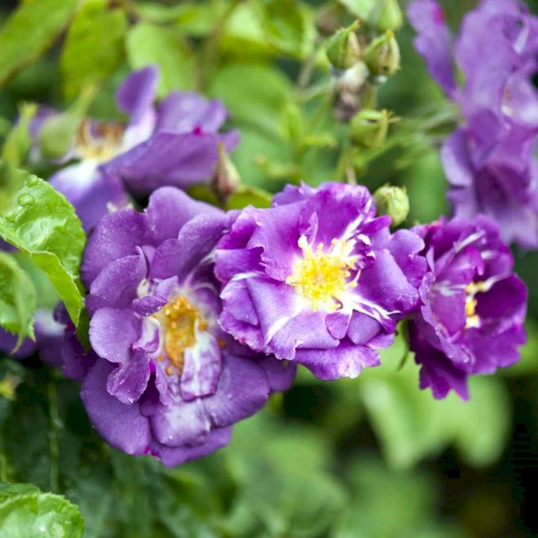 'Rhapsody In Blue' Rosa X 'Rhapsody In Blue' (Buketrose) A-Kvalitet,- Barrods Roser Min. 3 Grene 3 'Rhapsody In Blue' Rosa X 'Rhapsody In Blue' (Buketrose) A-Kvalitet,- Barrods Roser Min. 3 Grene