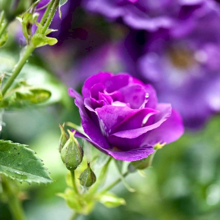 'Rhapsody In Blue' Rosa X 'Rhapsody In Blue' (Buketrose) A-Kvalitet,- Barrods Roser Min. 3 Grene 5 'Rhapsody In Blue' Rosa X 'Rhapsody In Blue' (Buketrose) A-Kvalitet,- Barrods Roser Min. 3 Grene - Billede 3