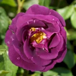 'Rhapsody In Blue' Rosa X 'Rhapsody In Blue' (Buketrose) A-Kvalitet,- Barrods Roser Min. 3 Grene 14 'Rhapsody In Blue' Rosa X 'Rhapsody In Blue' (Buketrose) A-Kvalitet,- Barrods Roser Min. 3 Grene -Osmoz Naturens Butik p5748 52508 rosa x rhapsody in blue buskrose adcd
