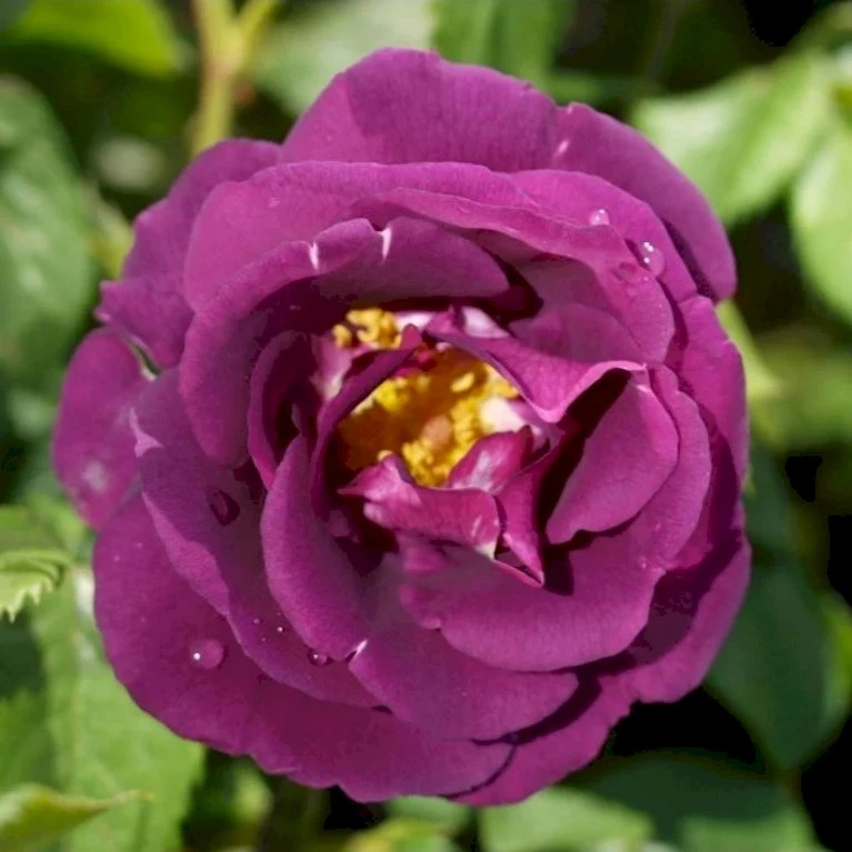 'Rhapsody In Blue' Rosa X 'Rhapsody In Blue' (Buketrose) A-Kvalitet,- Barrods Roser Min. 3 Grene 7 'Rhapsody In Blue' Rosa X 'Rhapsody In Blue' (Buketrose) A-Kvalitet,- Barrods Roser Min. 3 Grene - Billede 5