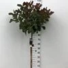 Parykbusk 'Grace' Cotinus Coggygria 'Grace' Opstammet 80 Cm. 7,5 Liter Potte -Osmoz Naturens Butik p5907 47396 cotinus coggygria grace a8a9
