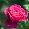 'Tantau Rose Goethe'® Rosa X 'Tantau Rose Goethe'® (Storblomstrende) A-Kvalitet,- Barrods Roser Min. 3 Grene 2 'Tantau Rose Goethe'® Rosa X 'Tantau Rose Goethe'® (Storblomstrende) A-Kvalitet,- Barrods Roser Min. 3 Grene -Osmoz Naturens Butik p5908 53286 rosa x tantau rose goethe storblomstrende 35a8
