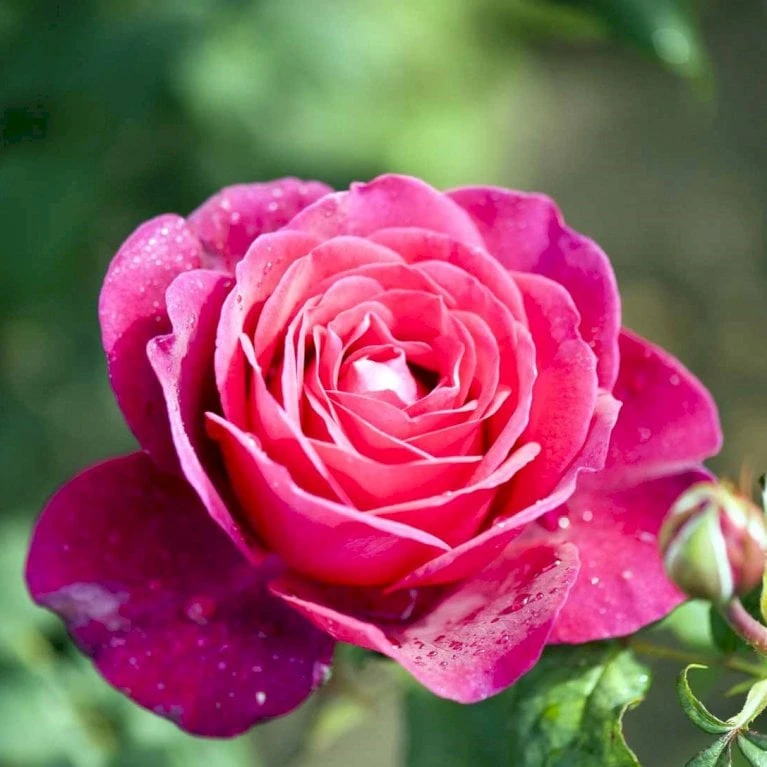 'Tantau Rose Goethe'® Rosa X 'Tantau Rose Goethe'® (Storblomstrende) A-Kvalitet,- Barrods Roser Min. 3 Grene 5 'Tantau Rose Goethe'® Rosa X 'Tantau Rose Goethe'® (Storblomstrende) A-Kvalitet,- Barrods Roser Min. 3 Grene - Billede 3