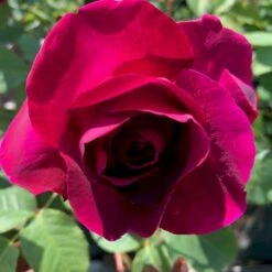 'Tantau Rose Goethe'® Rosa X 'Tantau Rose Goethe'® (Storblomstrende) A-Kvalitet,- Barrods Roser Min. 3 Grene 10 'Tantau Rose Goethe'® Rosa X 'Tantau Rose Goethe'® (Storblomstrende) A-Kvalitet,- Barrods Roser Min. 3 Grene -Osmoz Naturens Butik p5908 53288 rosa x tantau rose goethe storblomstrende 72dd