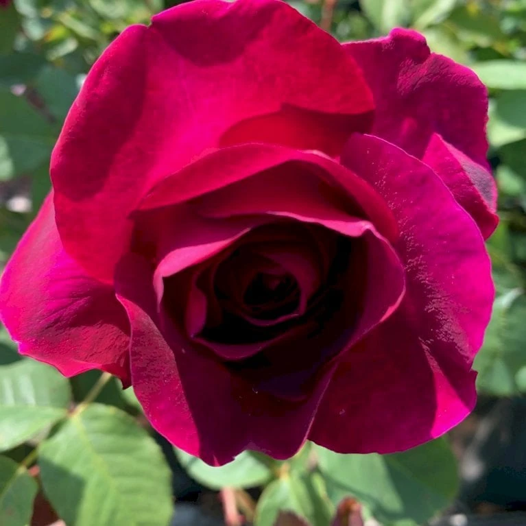 'Tantau Rose Goethe'® Rosa X 'Tantau Rose Goethe'® (Storblomstrende) A-Kvalitet,- Barrods Roser Min. 3 Grene 6 'Tantau Rose Goethe'® Rosa X 'Tantau Rose Goethe'® (Storblomstrende) A-Kvalitet,- Barrods Roser Min. 3 Grene - Billede 4