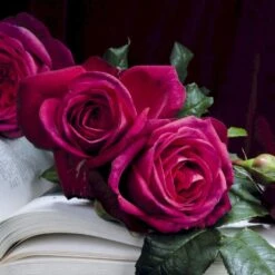 'Tantau Rose Goethe'® Rosa X 'Tantau Rose Goethe'® (Storblomstrende) A-Kvalitet,- Barrods Roser Min. 3 Grene 11 'Tantau Rose Goethe'® Rosa X 'Tantau Rose Goethe'® (Storblomstrende) A-Kvalitet,- Barrods Roser Min. 3 Grene -Osmoz Naturens Butik p5908 53990 rosa x tantau rose goethe storblomstrende e7f3