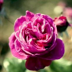 'Natalie™ Renaissance'® Rosa X 'Natalie™ Renaissance'® (Renaissancerose) A-Kvalitet,- Barrods Roser Min. 3 Grene -Osmoz Naturens Butik p5910 52181 rosa x natalie renaissance renaissancerose c76b