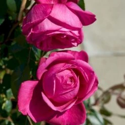 'Natalie™ Renaissance'® Rosa X 'Natalie™ Renaissance'® (Renaissancerose) A-Kvalitet,- Barrods Roser Min. 3 Grene -Osmoz Naturens Butik p5910 52182 rosa x natalie renaissance renaissancerose 2bf4