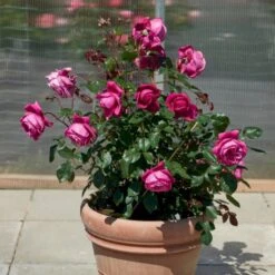 'Natalie™ Renaissance'® Rosa X 'Natalie™ Renaissance'® (Renaissancerose) A-Kvalitet,- Barrods Roser Min. 3 Grene -Osmoz Naturens Butik p5910 52183 rosa x natalie renaissance renaissancerose 6836