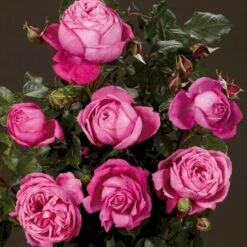 'Natalie™ Renaissance'® Rosa X 'Natalie™ Renaissance'® (Renaissancerose) A-Kvalitet,- Barrods Roser Min. 3 Grene -Osmoz Naturens Butik p5910 52185 rosa x natalie renaissance renaissancerose df01
