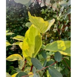 Gulbroget Kornel 'Gouchaultii' Cornus Alba 'Gouchaultii' Potte 6,5 Liter 60-80 Cm. -Osmoz Naturens Butik p606 36624 cornus alba gouchaultii b9e2