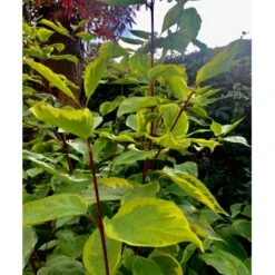 Gulbroget Kornel 'Gouchaultii' Cornus Alba 'Gouchaultii' Potte 6,5 Liter 60-80 Cm. -Osmoz Naturens Butik p606 36625 cornus alba gouchaultii a904