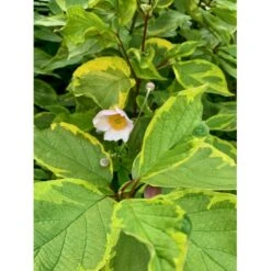 Gulbroget Kornel 'Gouchaultii' Cornus Alba 'Gouchaultii' Potte 6,5 Liter 60-80 Cm. -Osmoz Naturens Butik p606 36626 cornus alba gouchaultii 7a38