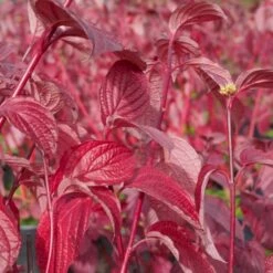 Rødgrenet Kornel 'Sibirica' Cornus Alba 'Sibirica' Potte 12 Liter,- 100-125 Cm. -Osmoz Naturens Butik p608 47317 cornus alba sibirica 58a6