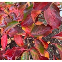 Osmo Koreakornel Cornus Kousa Med Klump,- 125-150 Cm. -Osmoz Naturens Butik p611 36853 cornus kousa 7d4f