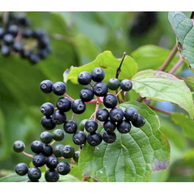 Rød Kornel Cornus Sanguinea Solitær Busk 150-200 Cm. - Med Klump 3 Rød Kornel Cornus Sanguinea Solitær Busk 150-200 Cm. - Med Klump