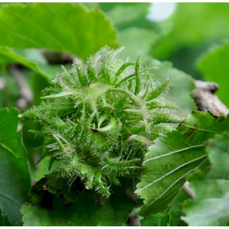 Tyrkisk Hassel Corylus Colurna Potte 7,5 Liter 175-200 Cm. 3 Tyrkisk Hassel Corylus Colurna Potte 7,5 Liter 175-200 Cm.