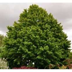 Tyrkisk Hassel Corylus Colurna Potte 7,5 Liter 175-200 Cm. 8 Tyrkisk Hassel Corylus Colurna Potte 7,5 Liter 175-200 Cm. -Osmoz Naturens Butik p628 42855 corylus colurna 7933