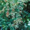 Vifte-Dværgmispel Cotoneaster Divaricatus Solitær Busk 150-175 Cm. - Med Klump -Osmoz Naturens Butik p636 521 cotoneaster divaricatus 23fb