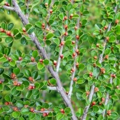 Fiskeben-Dværgmispel 'Cotali' Cotoneaster Horizontalis 'Cotali' 3,5 Liter Potte -Osmoz Naturens Butik p638 52510 cotoneaster horizontalis cotali d611