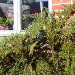 Fiskeben-Dværgmispel 'Cotali' Cotoneaster Horizontalis 'Cotali' 3,5 Liter Potte -Osmoz Naturens Butik p638 52511 cotoneaster horizontalis cotali 9ffb