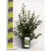 Glansdværgmispel Cotoneaster Lucidus Potte 4,0 Liter,- 50-60 Cm. -Osmoz Naturens Butik p639 41797 cotoneaster lucidus f961