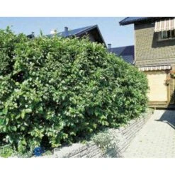 Glansdværgmispel Cotoneaster Lucidus Potte 4,0 Liter,- 50-60 Cm. -Osmoz Naturens Butik p639 524 cotoneaster lucidus 3a3c