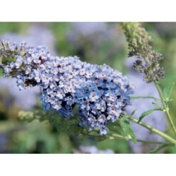 Sommerfuglebusk Buzz 'Sky Blue' Buddleja Buzz 'Sky Blue' 3,0 Liter Potte -Osmoz Naturens Butik p6557 38057 buddleja buzz sky blue cec4