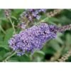 Sommerfuglebusk Buzz 'Violet' Buddleja Buzz 'Violet' 3,0 Liter Potte -Osmoz Naturens Butik p6558 38058 buddleja buzz violet cad6