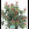 Pieris 'Bonfire' Pieris Japonica 'Bonfire' Potte 2,5 Liter, - 25-30 Cm. -Osmoz Naturens Butik p6562 4331 pieris japonica bonfire 7223