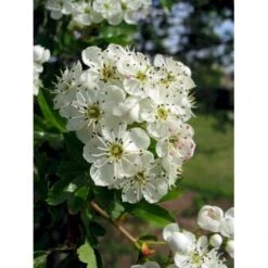 Engriflet Hvidtjørn Crataegus Monogyna Potte 7,5 Liter 175-200 Cm.