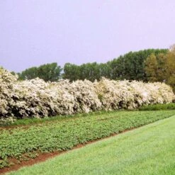 Engriflet Hvidtjørn Crataegus Monogyna Barrods,- 2 års (1/1) 30-80 Cm.