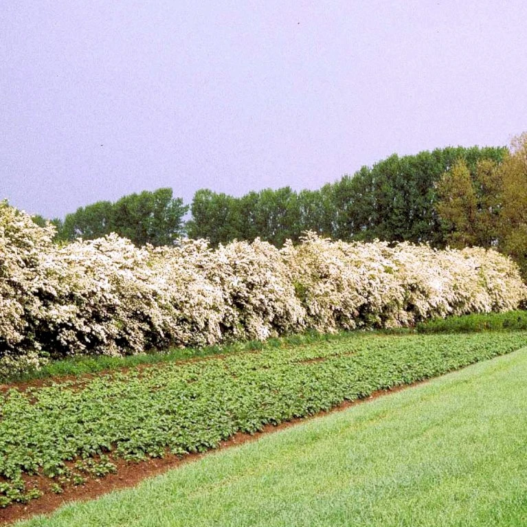 Engriflet Hvidtjørn Crataegus Monogyna Barrods,- 2 års (1/1) 30-80 Cm. 3 Engriflet Hvidtjørn Crataegus Monogyna Barrods,- 2 års (1/1) 30-80 Cm.