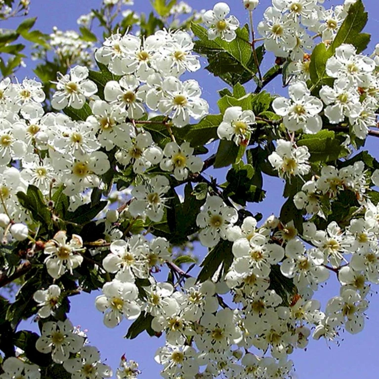Engriflet Hvidtjørn Crataegus Monogyna Barrods,- 2 års (1/1) 30-80 Cm. 5 Engriflet Hvidtjørn Crataegus Monogyna Barrods,- 2 års (1/1) 30-80 Cm. - Billede 3