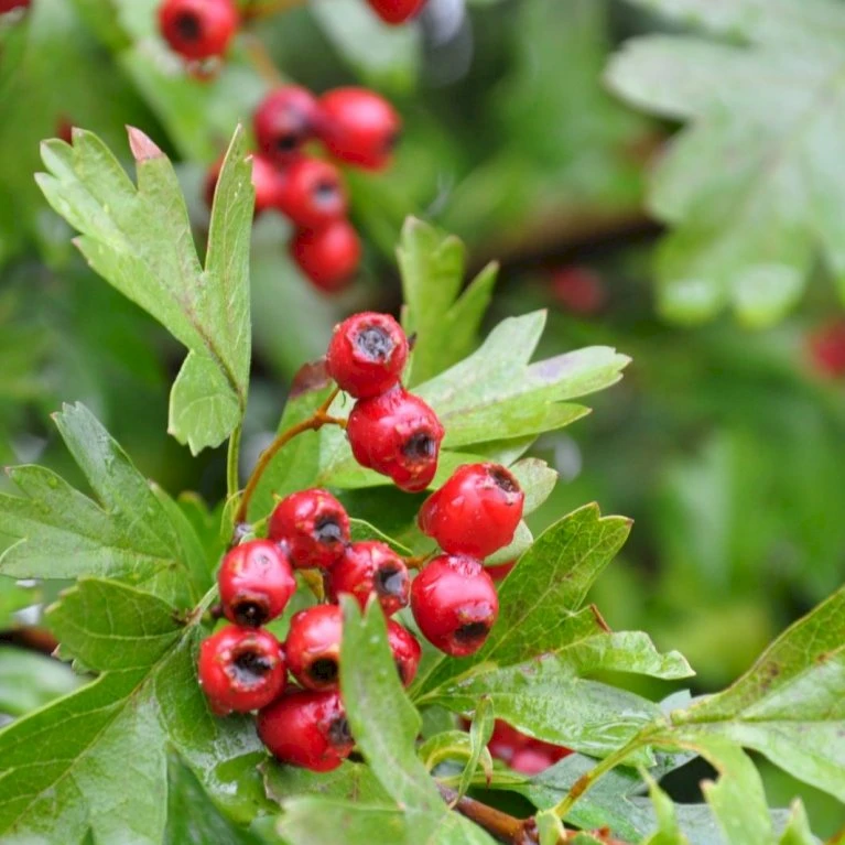 Engriflet Hvidtjørn Crataegus Monogyna Barrods,- 2 års (1/1) 30-80 Cm. 6 Engriflet Hvidtjørn Crataegus Monogyna Barrods,- 2 års (1/1) 30-80 Cm. - Billede 4