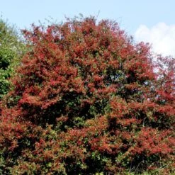 Engriflet Hvidtjørn Crataegus Monogyna Barrods,- 2 års (1/1) 30-80 Cm. 16 Engriflet Hvidtjørn Crataegus Monogyna Barrods,- 2 års (1/1) 30-80 Cm. -Osmoz Naturens Butik p660 54140 crataegus monogyna 216e
