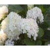 Hortensia 'Endless Summer The Bride' Hydrangea 'Endless Summer The Bride' 5 Liter Potte -Osmoz Naturens Butik p6618 4376 hydrangea endless summer the bride e946