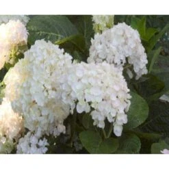 Hortensia 'Endless Summer The Bride' Hydrangea 'Endless Summer The Bride' 5 Liter Potte