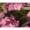 Hortensia 'Twist-N-Shout' Hydrangea 'Endless Summer Twist-n-shout' 5 Liter Potte -Osmoz Naturens Butik p6621 4378 hydrangea endless summer twist n shout fa6e