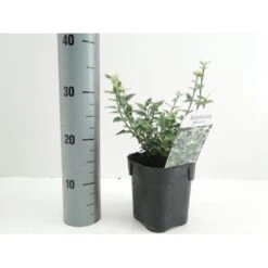 Benved 'Harlequin' Euonymus Fortunei 'Harlequin' Potte 2,0 Liter,- 20-25 Cm. -Osmoz Naturens Butik p6634 38442 image 44bf