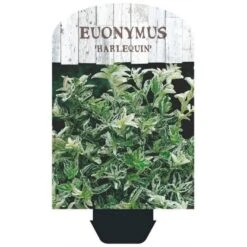 Benved 'Harlequin' Euonymus Fortunei 'Harlequin' Potte 2,0 Liter,- 20-25 Cm. -Osmoz Naturens Butik p6634 38443 image d243